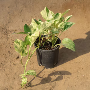 money plant